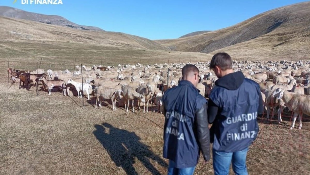 Smascherata maxi-frode ai danni dell'UE: denunciati 48 imprenditori agricoli, sequestri per 17 milioni - 