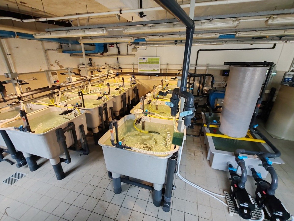 Pagnacco, l'Ateneo di Udine inaugura il suo nuovo impianto di acquacultura: può ospitare 210 kg di pesce -