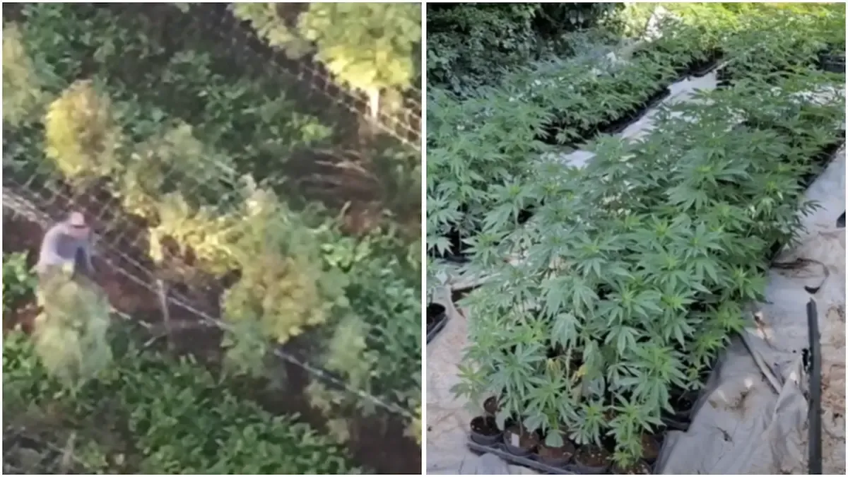 Enorme piantagione di cannabis: oltre 1000 piante e più di 400 kg di stupefacenti | VIDEO - 