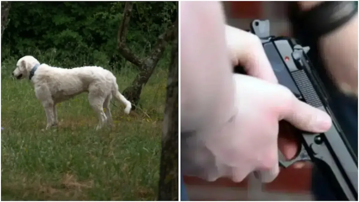 Dalla lite al gesto crudele: 47enne spara al cane del vicino - 