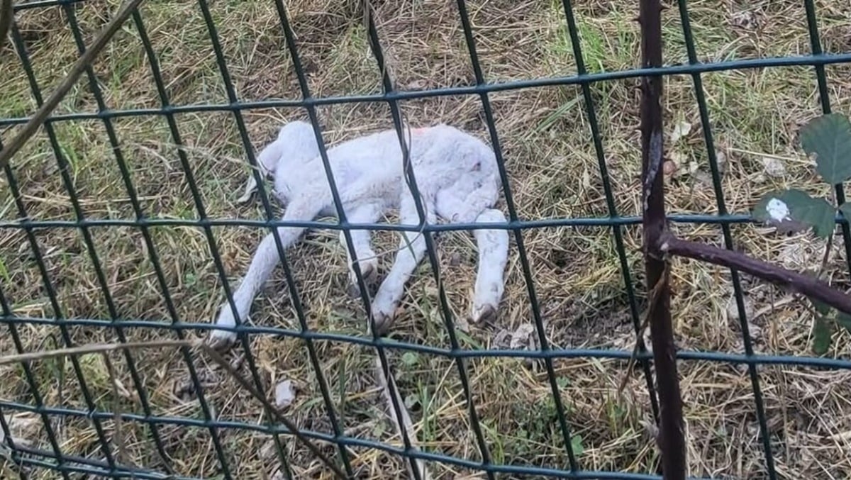 Lanciati lungo l'A22 come se fossero immondizia, abbandonati due agnellini: uno è morto - 