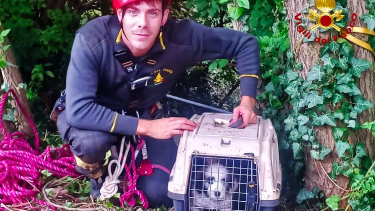 Cucciolo precipita in un dirupo di 40 metri: salvato dai Vigili del Fuoco - 