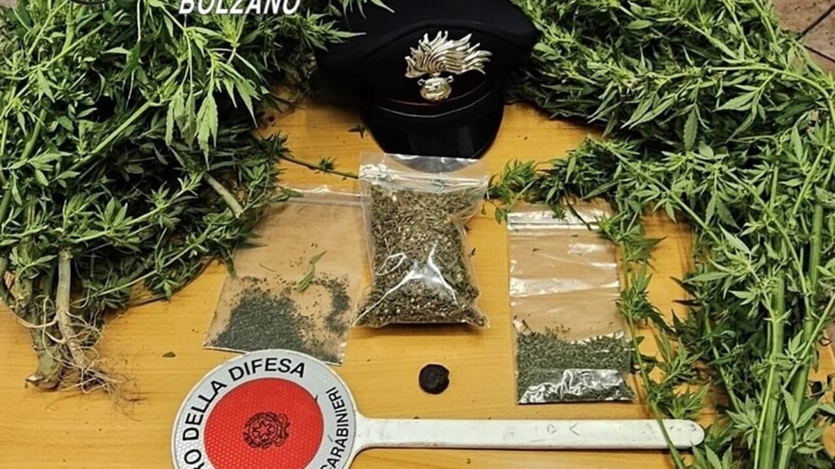 Trovato con 8 piantine di marijuana e 52 grammi pronti per lo spaccio: denunciato 48enne - 