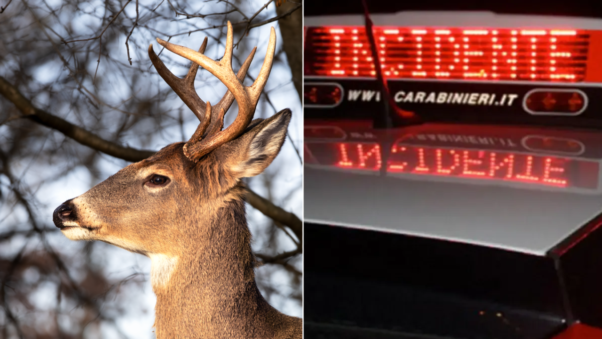 Auto travolge un cervo sulla Valsugana nella notte: veicolo distrutto, animale morto - 