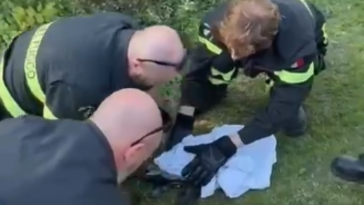 Airone rimane intrappolato tra i rami di una siepe: liberato dai Vigili del fuoco - VIDEO - 