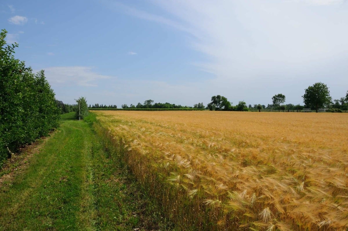 Basiliano ospita l’incontro di Confagricoltura Fvg su orzo e frumento: focus sulle semine 2025-2026 -