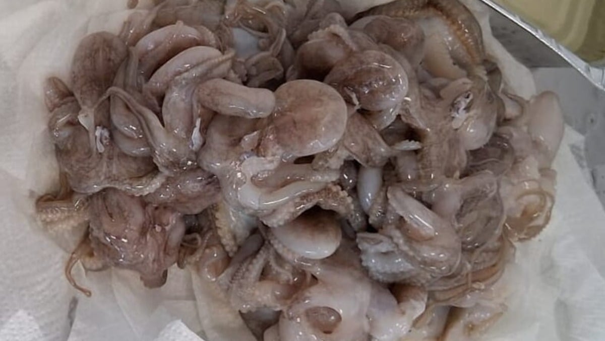 Sequestrate 12 tonnellate di polpi non conformi in tutta Italia: importati da Vietnam e India - 