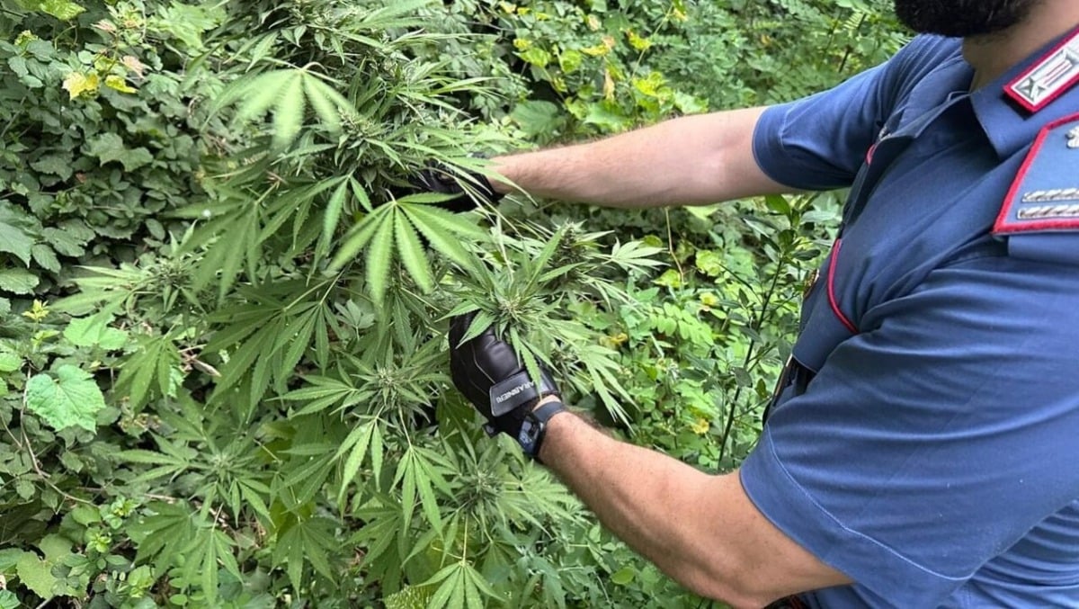 Scoperta coltivazione di marijuana sul Carso: 45enne beccato a innaffiare le piante, arrestato -