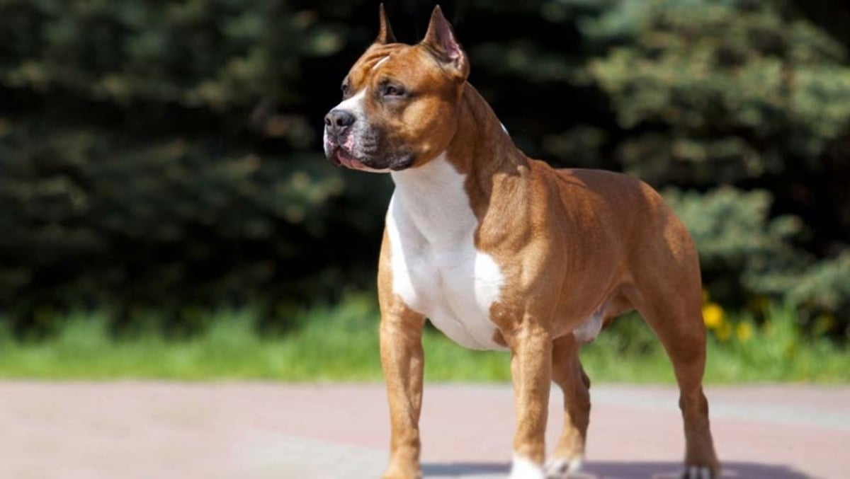 75enne sbranato dagli amstaff dei parenti: sorella e nipote condannati a un anno di carcere -