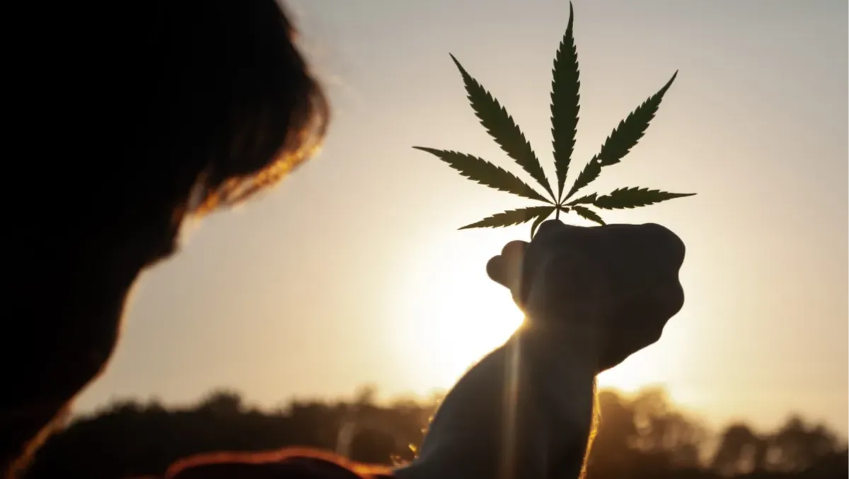 Alma CBD: l’arte colturale dietro infiorescenze legali d’eccellenza - 