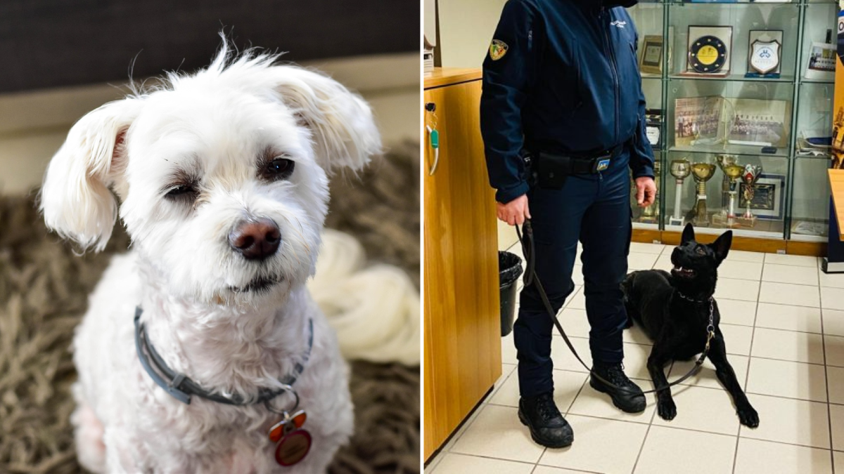 Shock a Treviso, il cane antidroga Luke sbrana e uccide un maltese davanti ai proprietari -