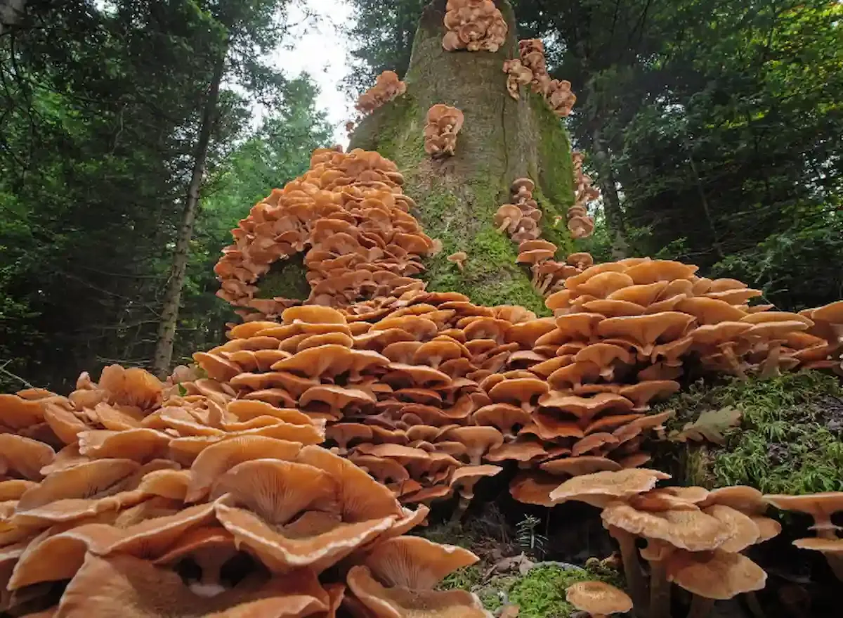 Esce di casa e fa un’incredibile scoperta: 30 kg di funghi nel giardino -