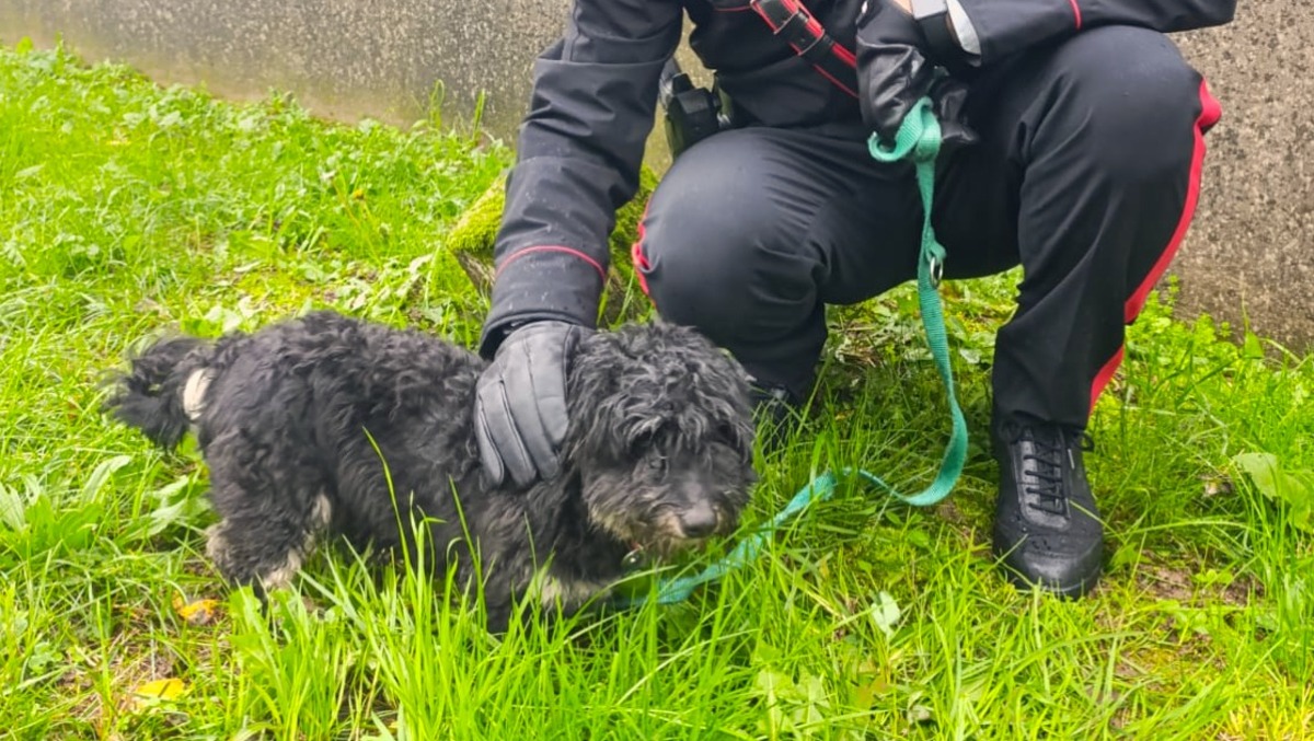Abbandonato su un terrazzo tra escrementi e cibo in decomposizione: cane soccorso, padrone denunciato - 