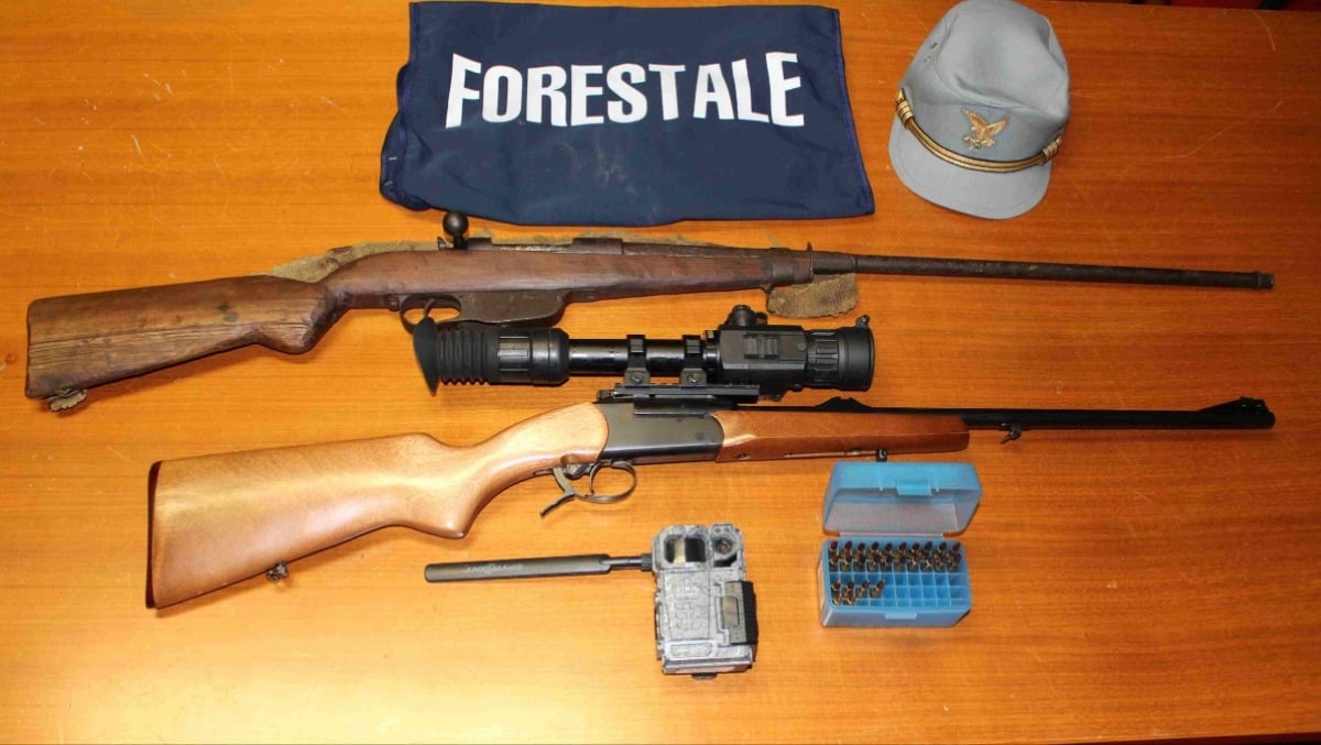 Attirava cinghiali con cibo artificiale per poi sparare direttamente da casa sua: cacciatore nei guai - 