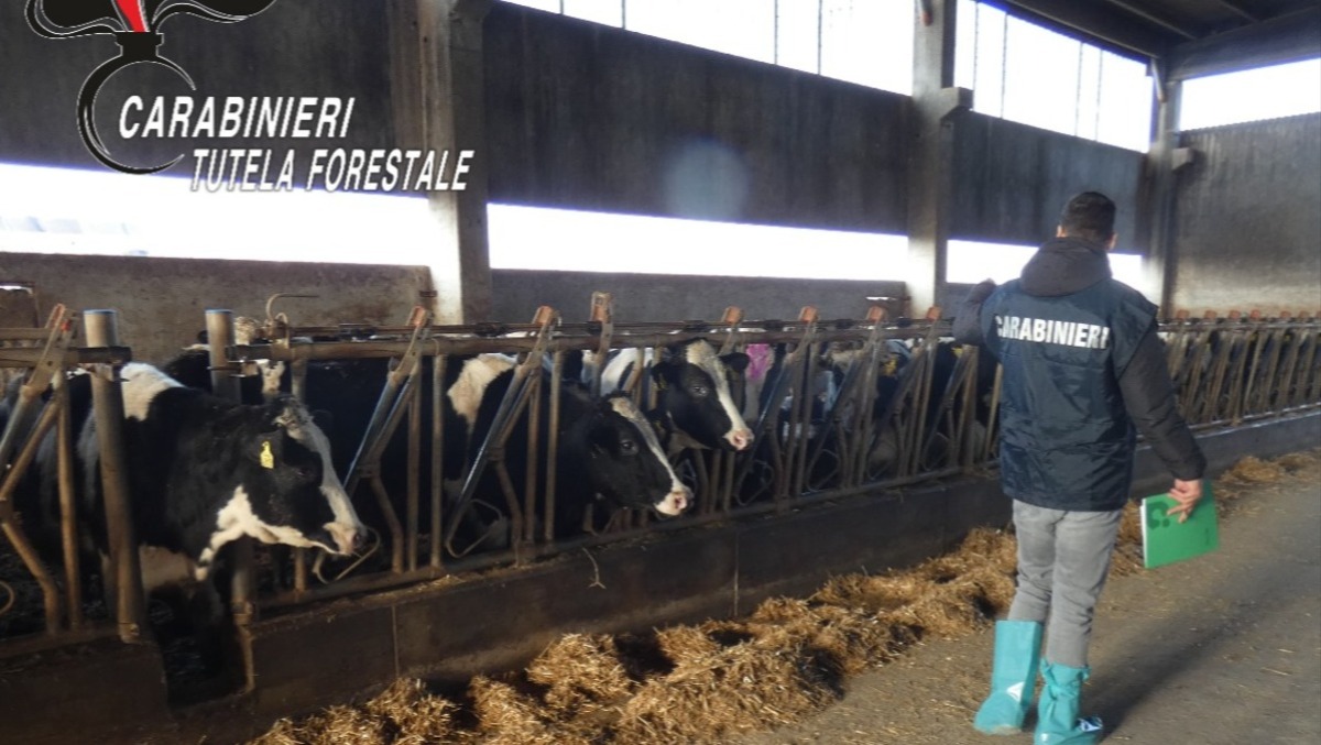 Bovini maltrattati, resti di animali sepolti e rifiuti abbandonati: azienda agricola nei guai - 