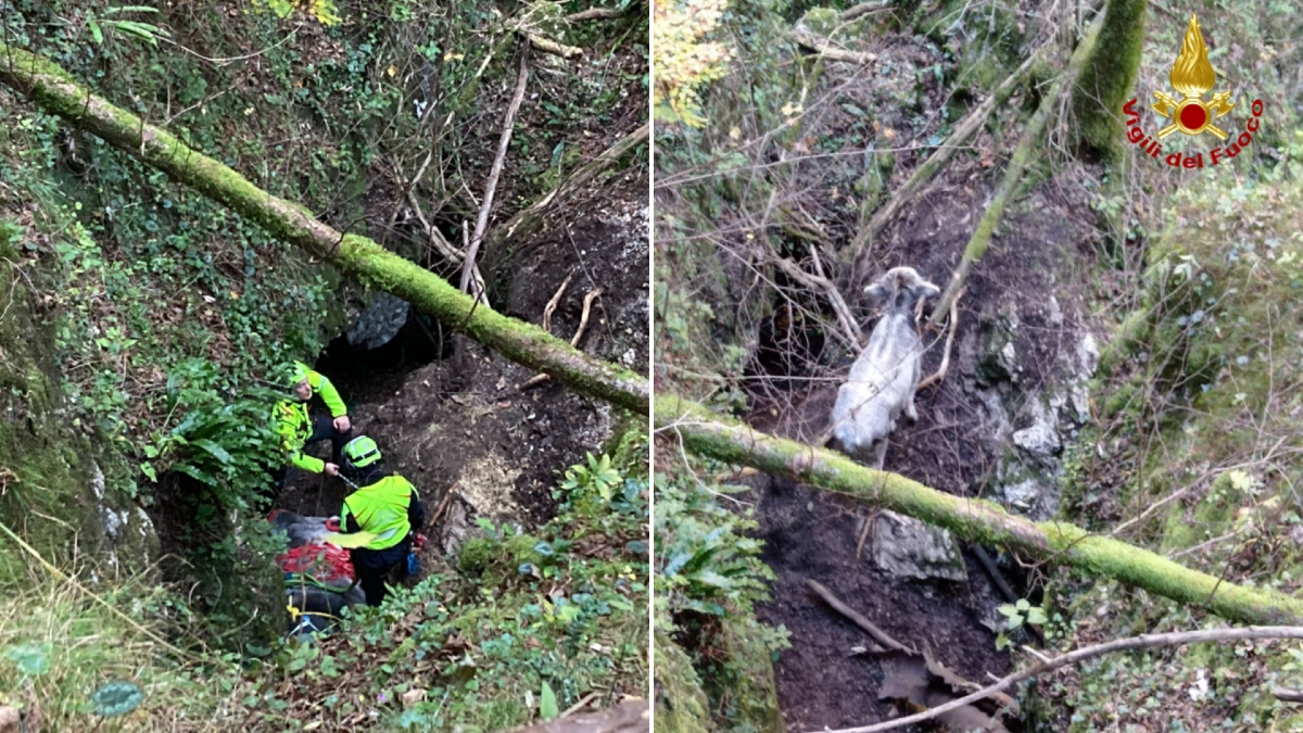 Salvataggio spettacolare a Moggio Udinese: vitellina recuperata in una forra con l'elicottero | VIDEO - 
