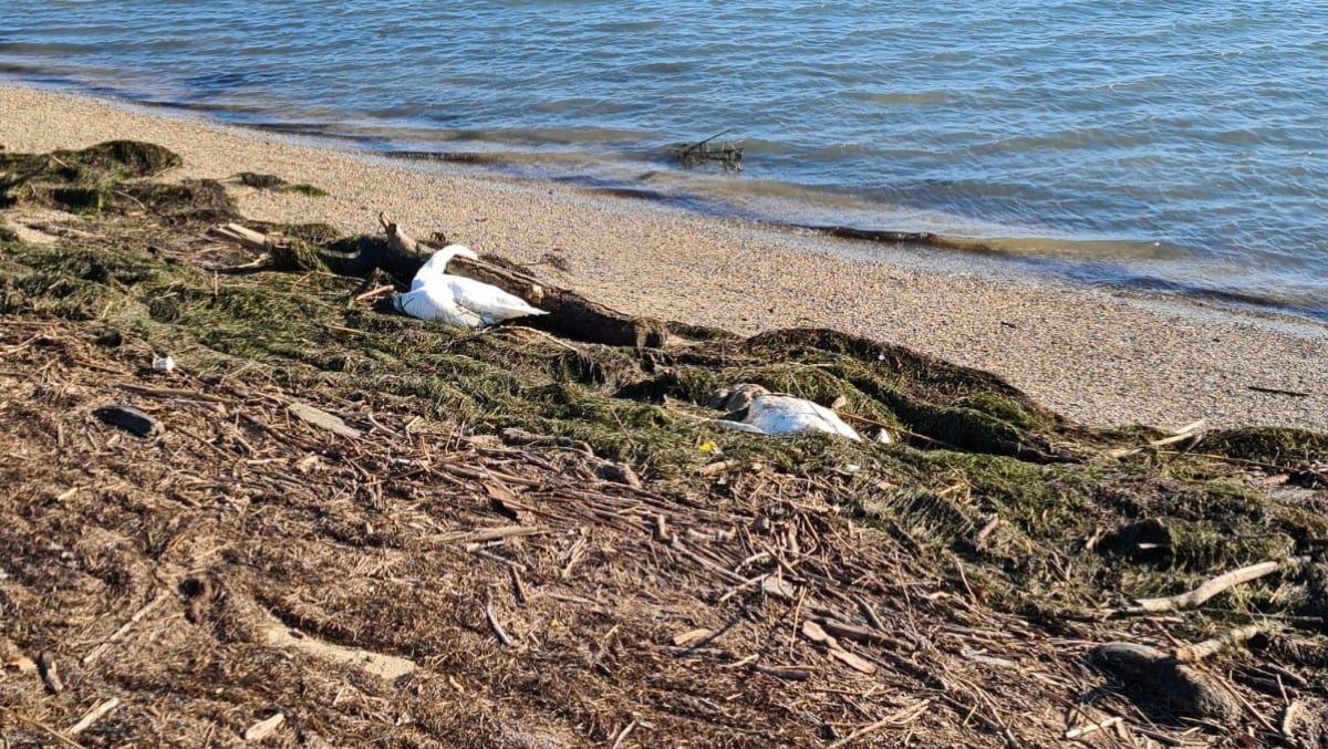 Moria di cigni tra Grado e Lignano: intervento urgente del Corpo forestale - 