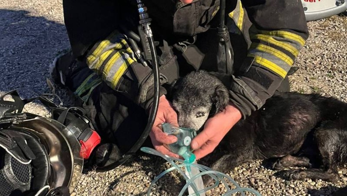Incendio in casa a Quinto Vicentino: residente ustionato gravemente, animali salvi per miracolo - VIDEO - 