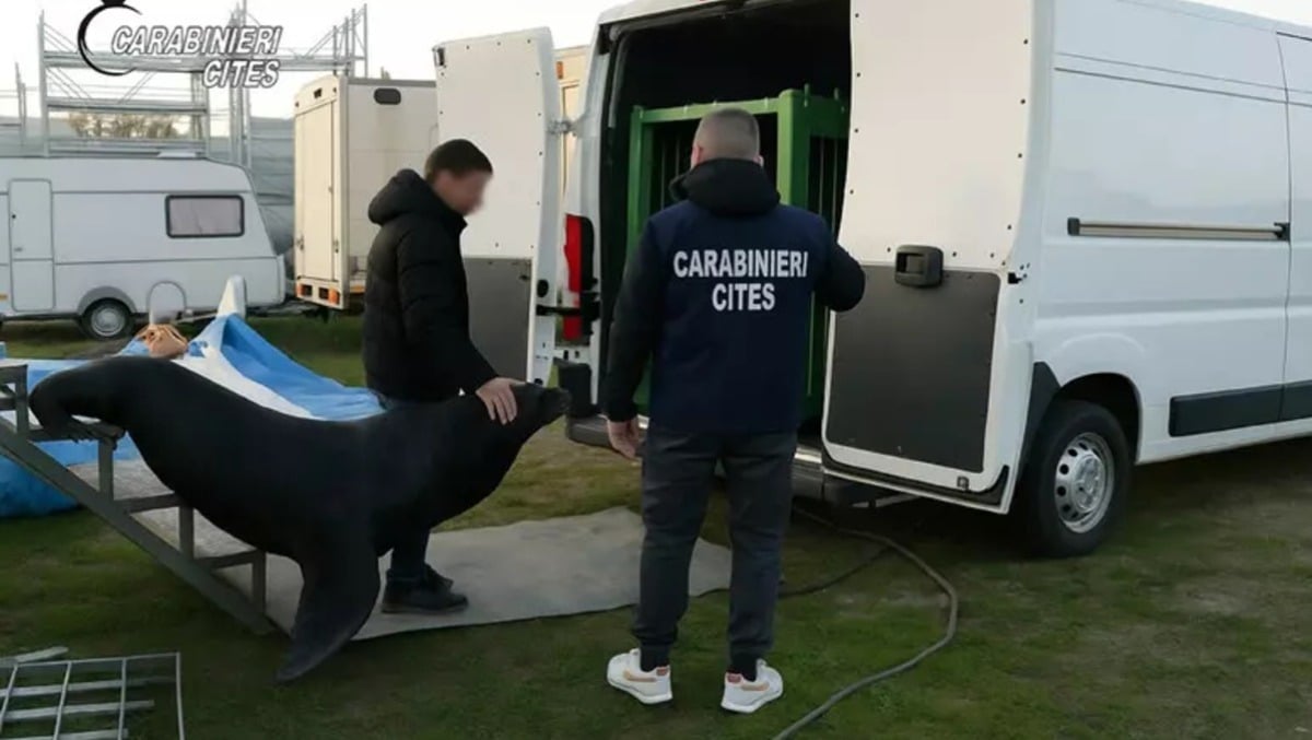 Incredibile a Verona, leone marino trovato rinchiuso in un furgone: tre denunce - 