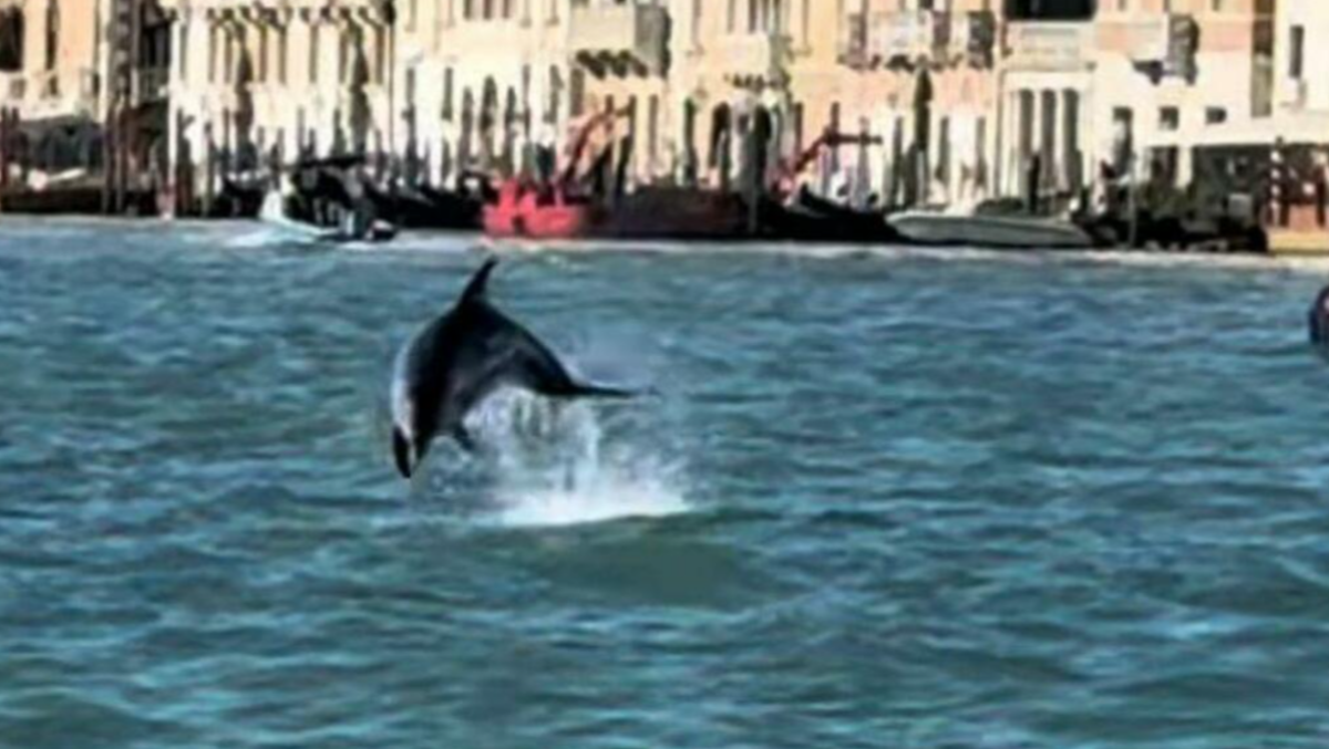 Il delfino “Mimmo” lascia la laguna: in arrivo il trasferimento nelle acque libere - 