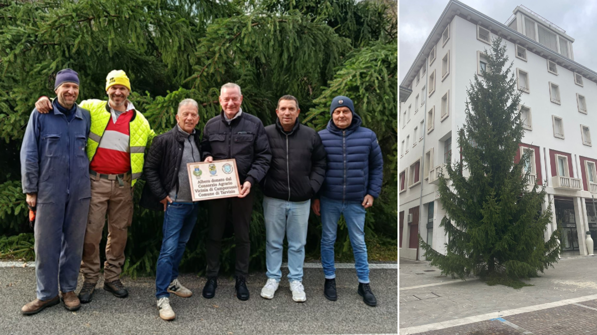 Da Camporosso a Latisana: in piazza un pino rosso di 13,5 metri grazie a un accordo speciale - 