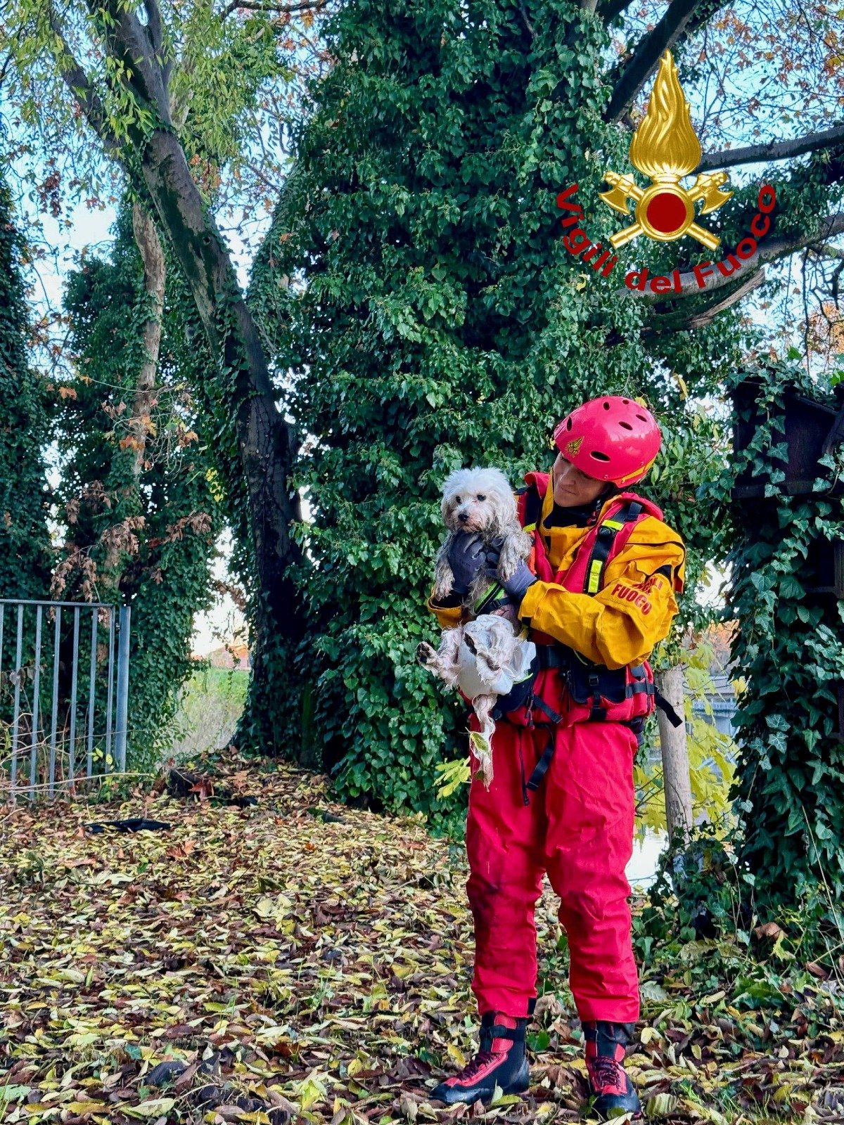 Maltese precipita nel Piovego: salvato dai pompieri prima che la corrente lo trascinasse via - 