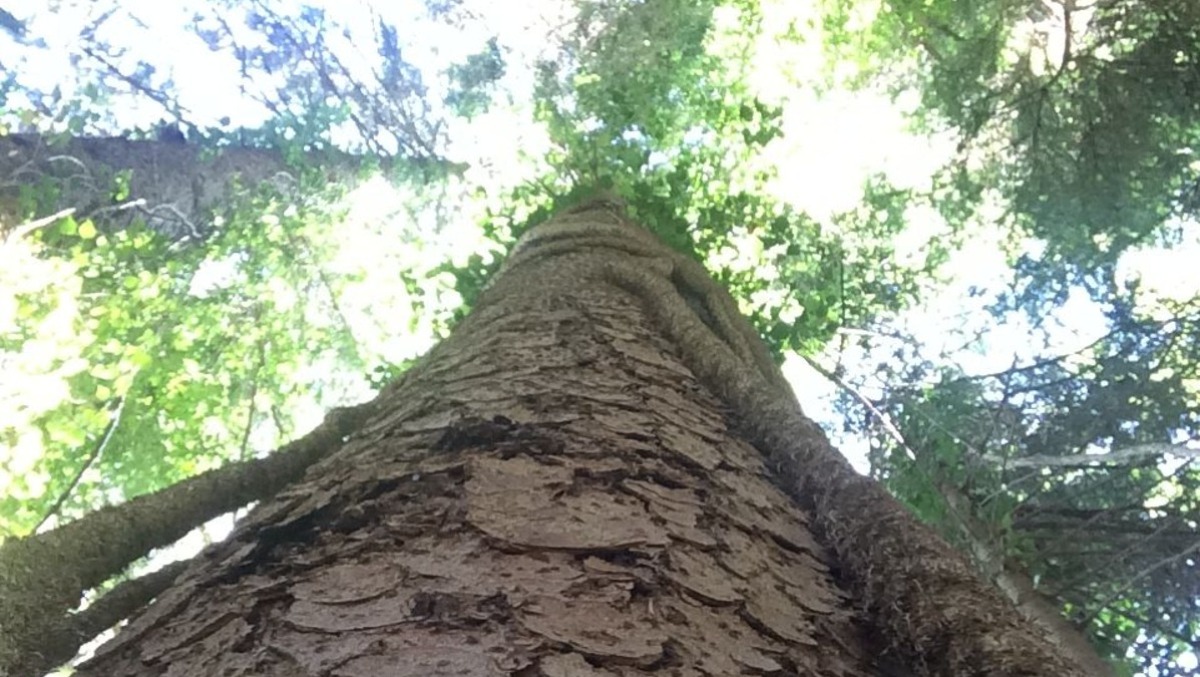 Valorizzare i boschi privati: oggi l’ultimo appuntamento informativo a Tolmezzo - 