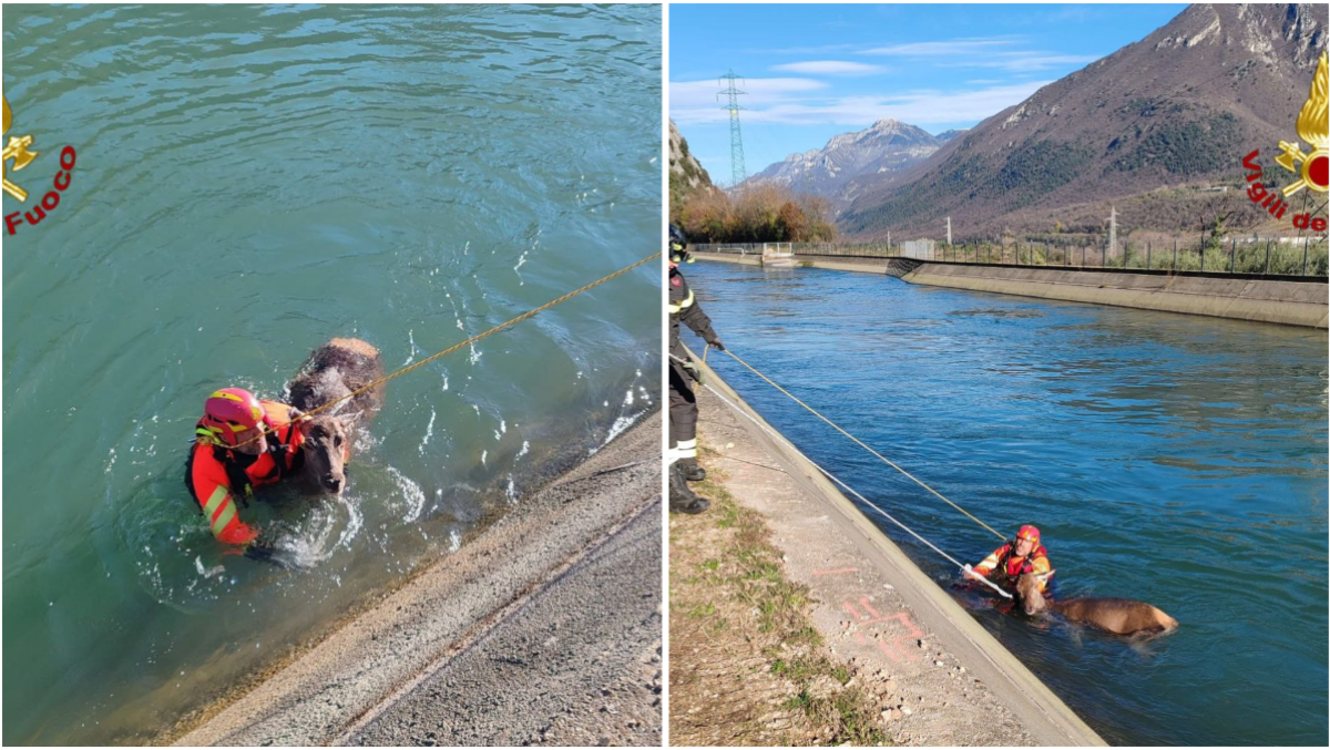 Cerva incinta trascinata dalla corrente del canale Biffis: intervento dei Vigili del fuoco - 