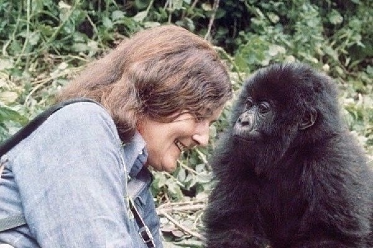 La memoria del legno fa tappa a Mortegliano: un salice dedicato a Dian Fossey - 