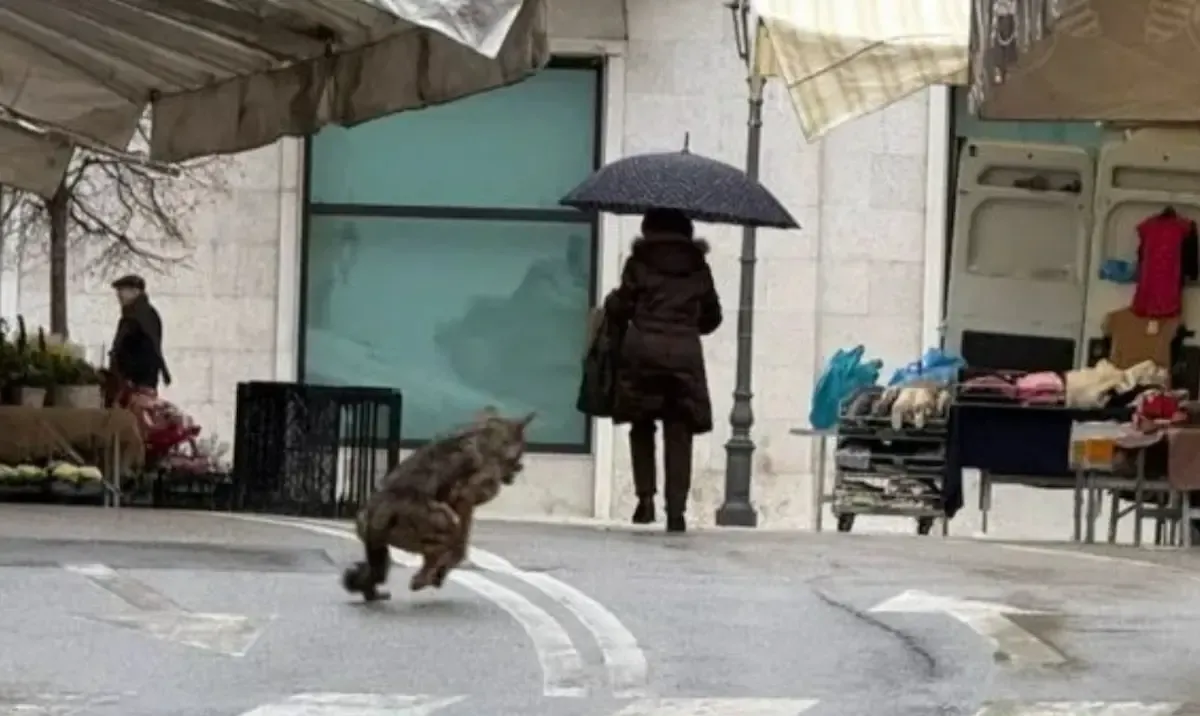 Una mattina al mercato diversa dalle altre: un lupo passeggia tra le bancarelle. Passanti increduli.  - 