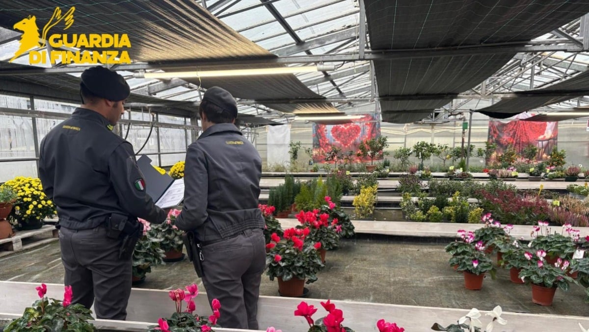 Vivaio occultava al Fisco oltre 10 milioni di ricavi: denunciata imprenditrice - 