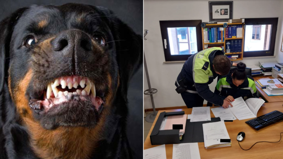 Il suo cane morde un cliente in pizzeria a Udine, lui si dà alla fuga: individuato padrone - 