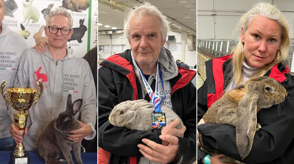 Conigli friulani campioni in Italia e in Europa: trionfi per gli allevatori del FVG - 