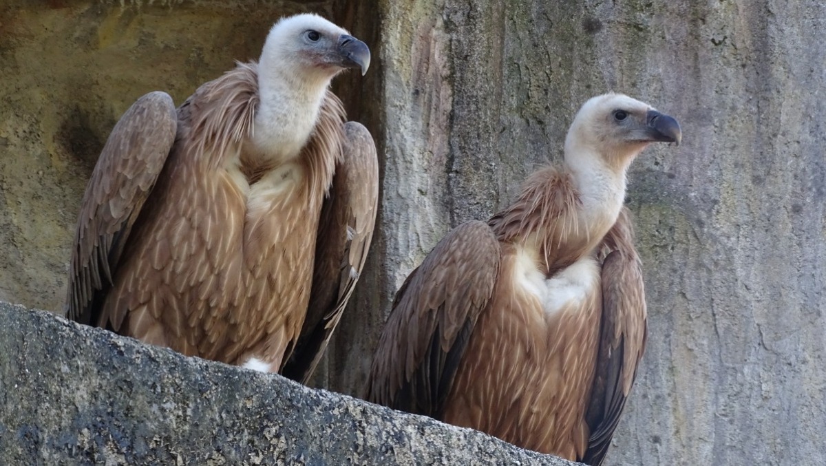 Oltre 1000 km per raggiungere il Friuli: perché due grifoni sono arrivati dalla Germania - 