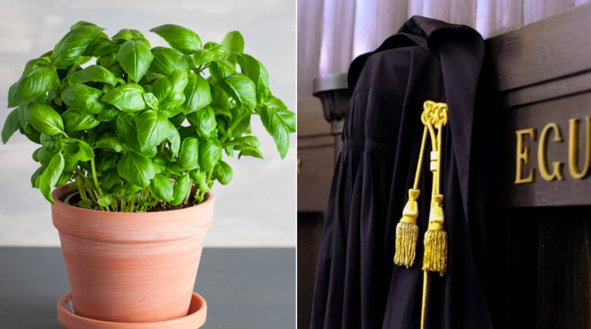 Condannato a nove mesi di carcere per aver rubato una pianta di basilico da un cortile - 