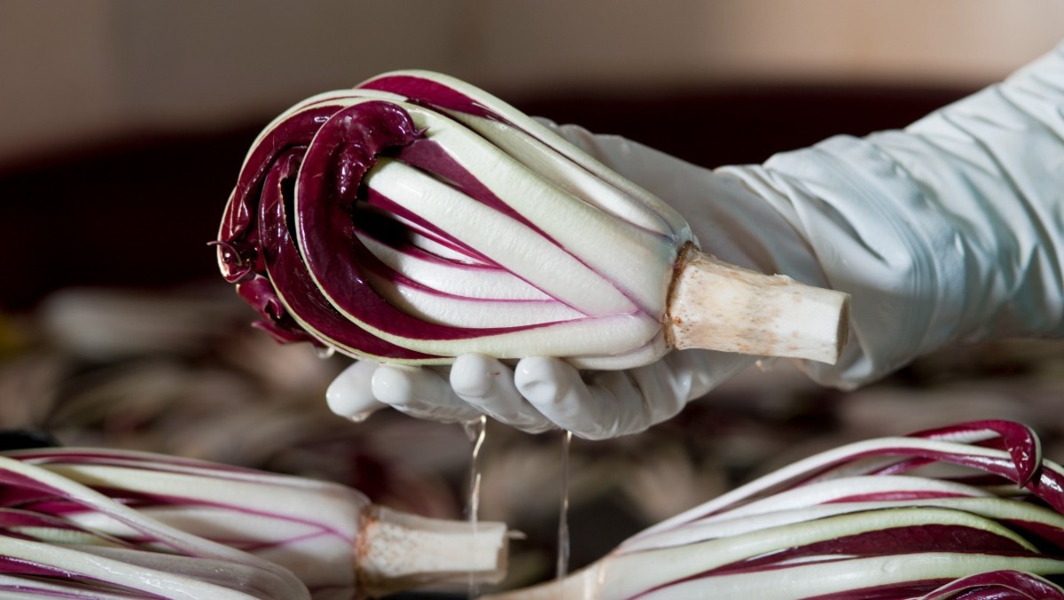 Castelfranco, ecco "Fiori d’inverno": due giorni di festa dedicati al radicchio IGP - 