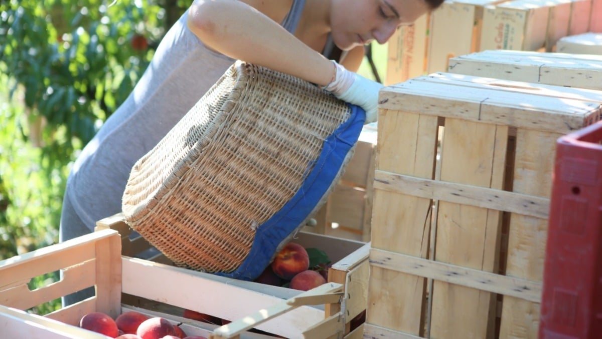 Fiumicello, ecco il progetto che unisce innovazione e inclusione sociale per la rinascita della pesca friulana - 