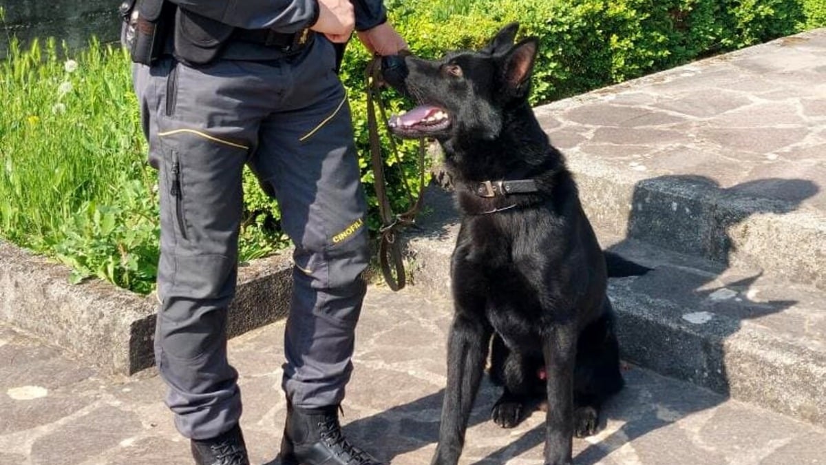 Maxi sequestro di oltre 100 grammi di cocaina: due giovani arrestati dopo fuga ad alta velocità - 