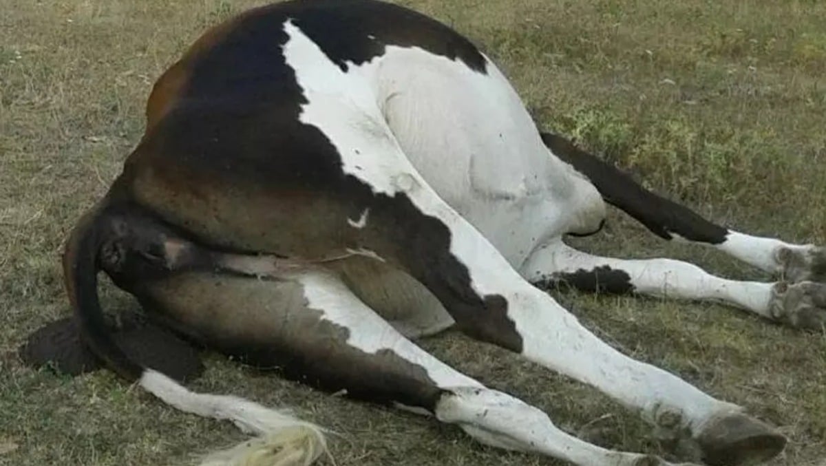 Tragedia in allevamento, 76 bovini muoiono in contemporanea: scoperta la causa - Ansa