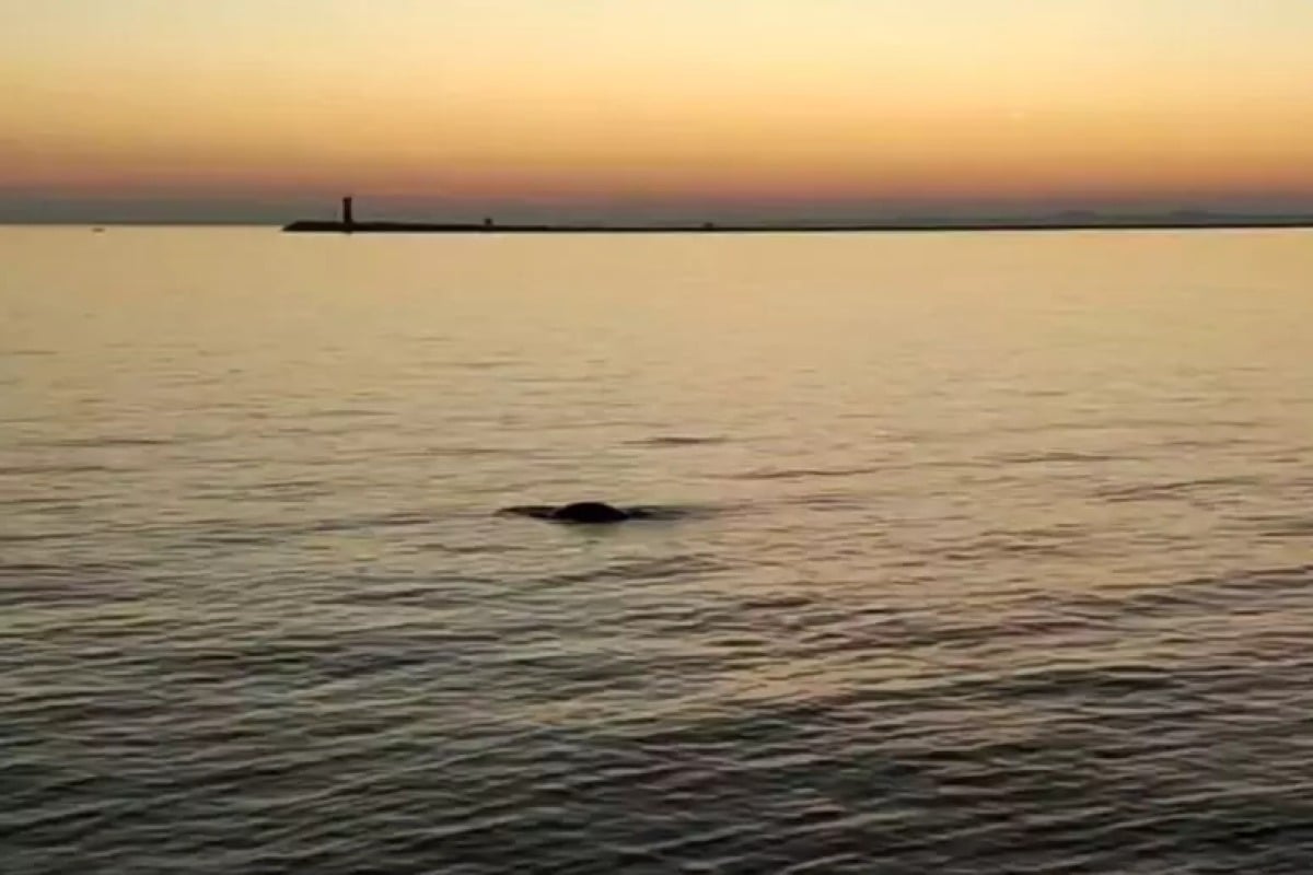 Visita eccezionale in Laguna: avvistata una foca monaca - 