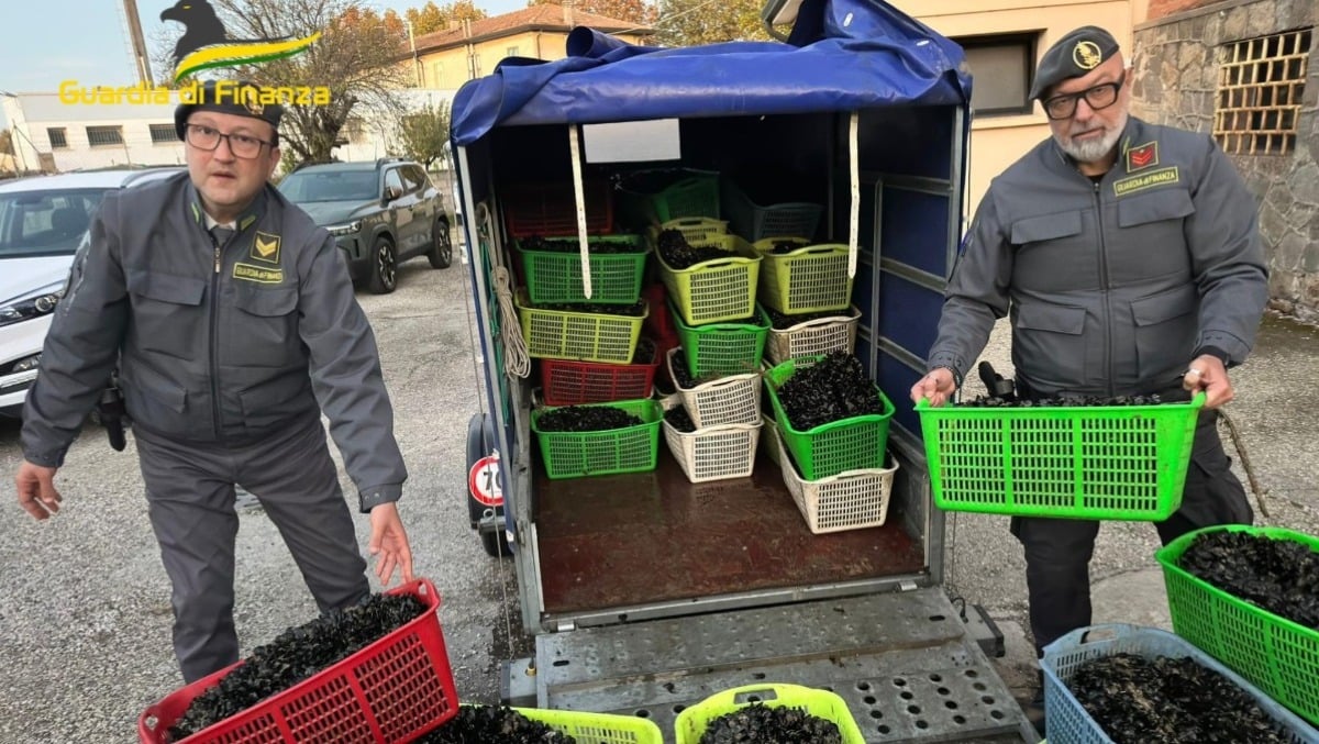 Scoperti molluschi non tracciati e pericolosi destinati alle tavole: maxi sequestro da oltre 1500kg - 