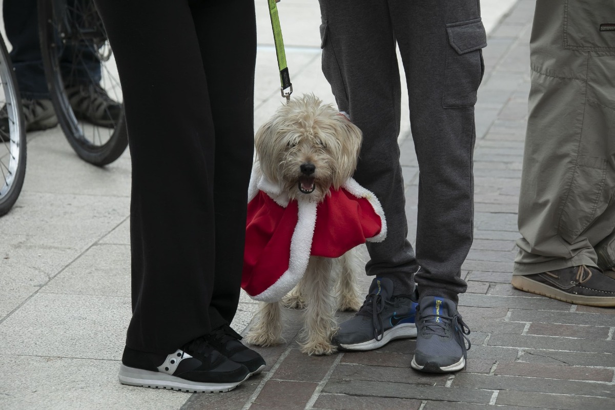 Monfalcone, torna “4 zampette a Natale” per celebrare gli amici a quattro zampe - 