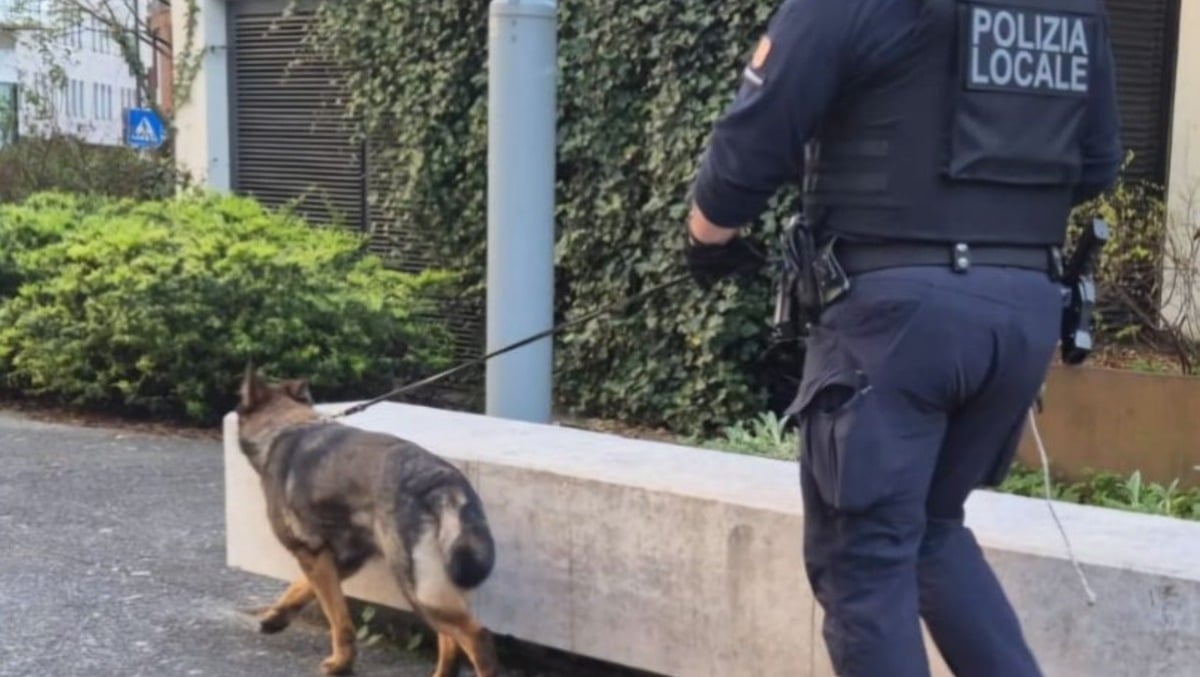 Blitz antidroga a Pordenone: Keila fiuta il nascondiglio, maxi sequestro di hashish - 