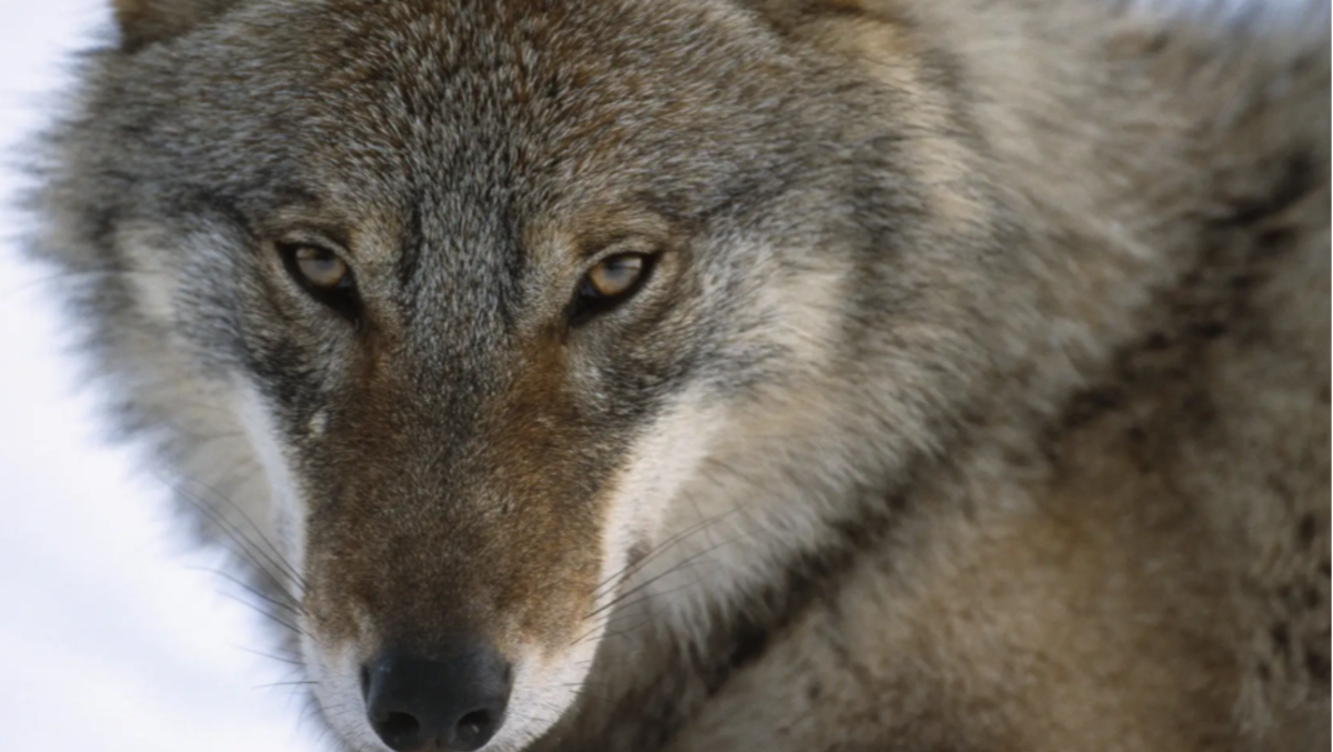 Lupa sbuca all'improvviso, inevitabile lo scontro con l'auto: è il secondo caso in 10 giorni - 