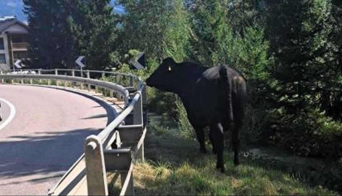 Toro in fuga: ore di tensione, poi il ritrovamento e la morte. «Lo abbiamo ucciso per sicurezza» - 