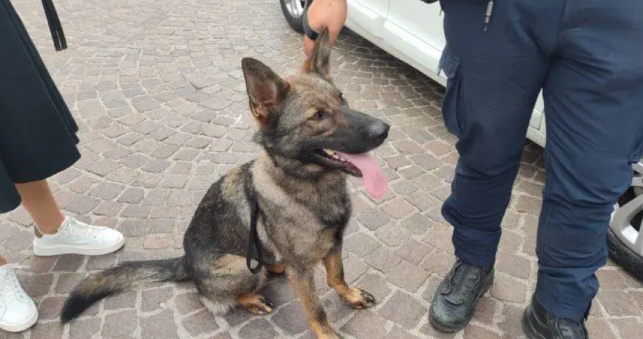 Droga nelle trappole per topi: il fiuto di Keila salva un parco pubblico - 