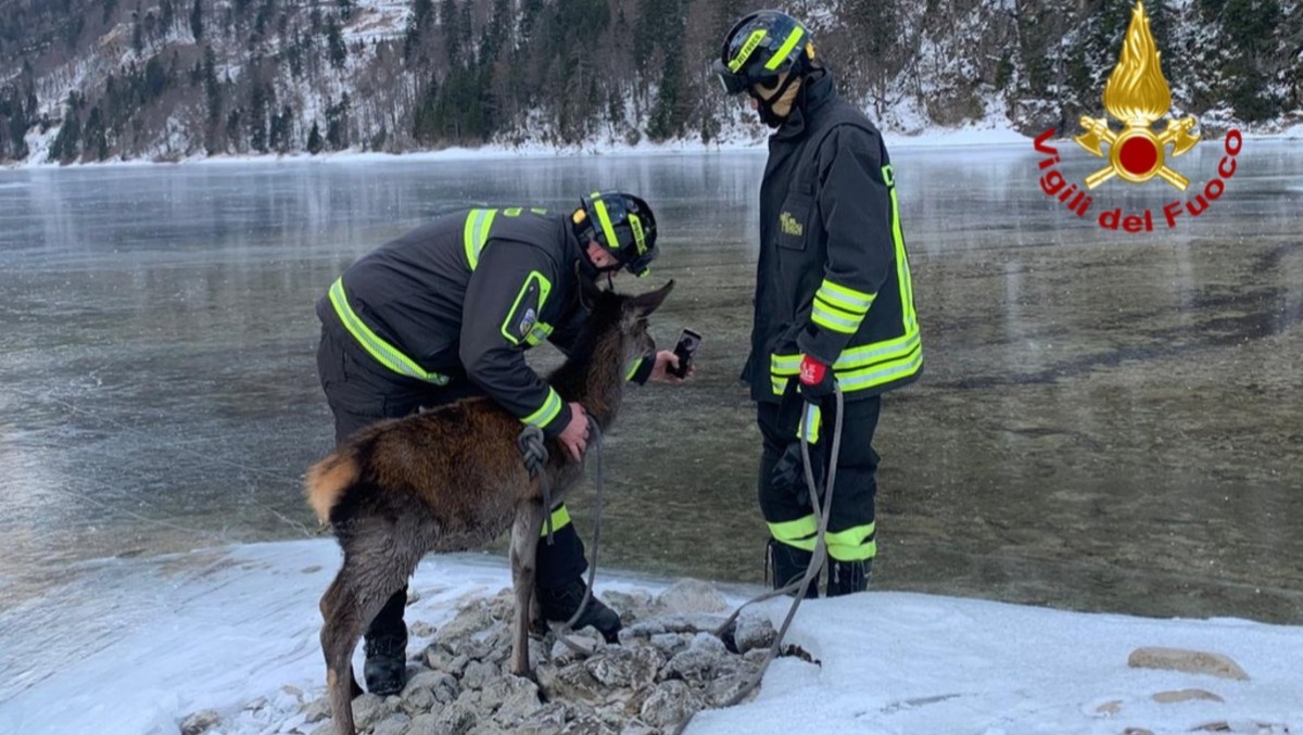 Tarvisio, cervo in pericolo sul lago ghiacciato: le zampe bloccate sprofondate nel ghiaccio - VIDEO - 
