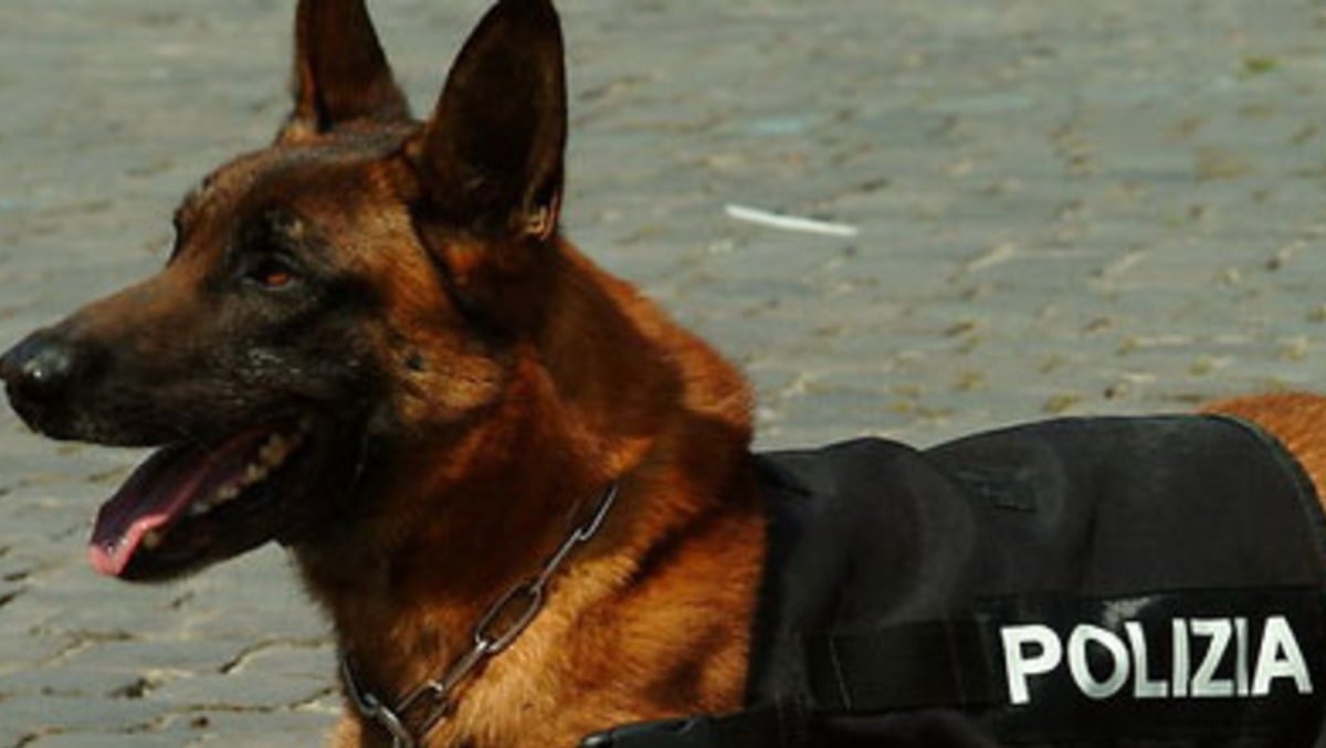 Minori e spaccio a Fontanafredda: sequestri di droga grazie alla nuova unità cinofila - 