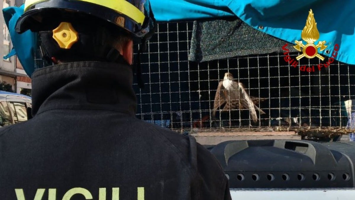 Giovane falco bloccato sul tetto di un'abitazione: l'allarme lanciato dal Corpo forestale - 
