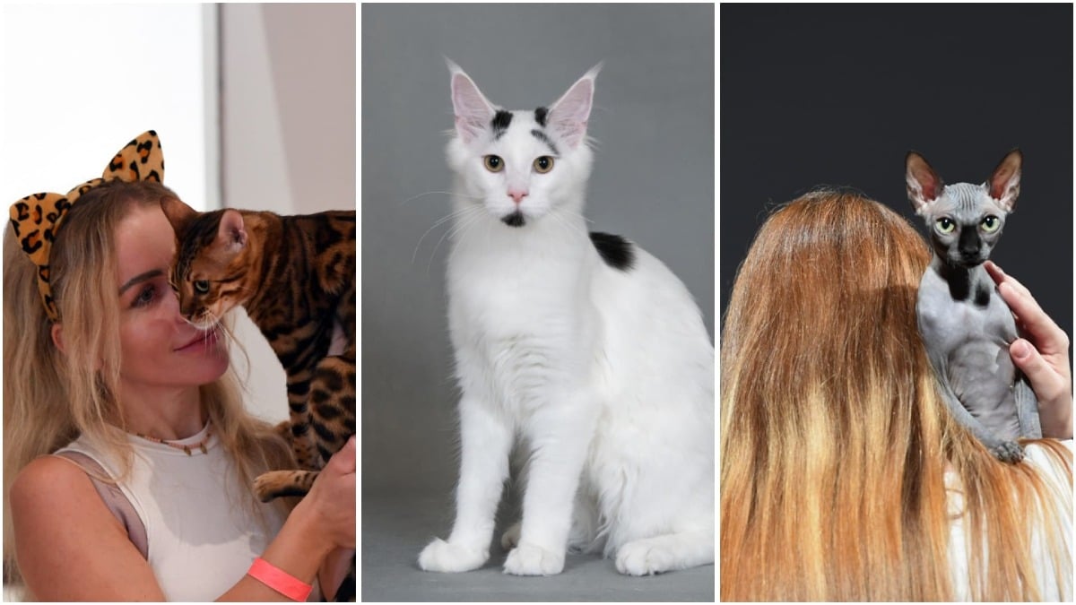 Gatti da tutto il mondo a Padova: due giorni di esposizione, gare e divertimento anche per i bimbi - L’expo è organizzata dal Club Felino di Verona